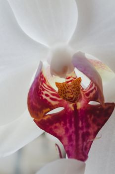 Macro flower red and white orchid, Orchid flower bud closeup