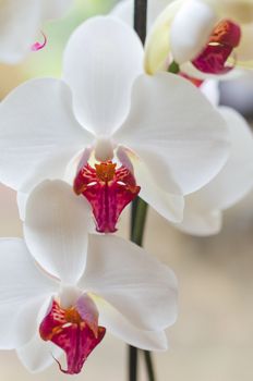 head of white and red orchid, phalaenopsis, natural background