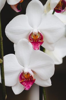 Branch of orchid isolated on black background, phalaenopsis flower