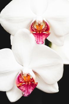 white and red orchid flowers isolated on black background