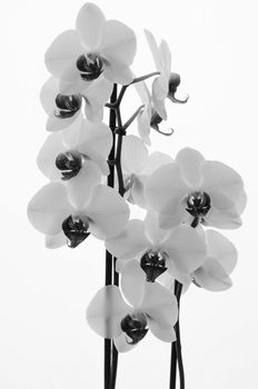 Black and white image of flowers of white orchid on plain white background