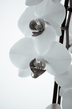 Beautiful blooming orchid on a white background, black and white
