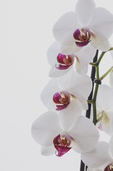 phalaenopsis orchid closeup on a light background