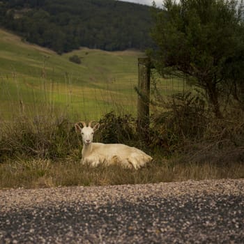 Goat outside during the day time in Tasmania.