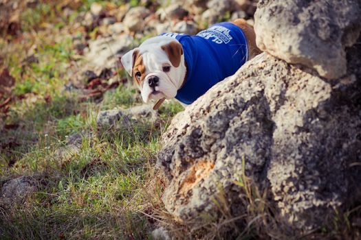 Puppy english french bulldog red white fur posing sit for camera in wild forest wearing casual clothes.Cute little bull dog walking running in sentral park in summer spring time.