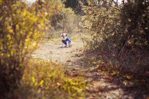 Puppy english french bulldog red white fur posing sit for camera in wild forest wearing casual clothes.Cute little bull dog walking running in sentral park in summer spring time.