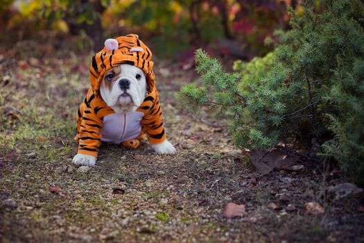 Puppy english french bulldog red white fur posing sit for camera in wild forest wearing casual clothes.Cute little bull dog walking running in sentral park in summer spring time.