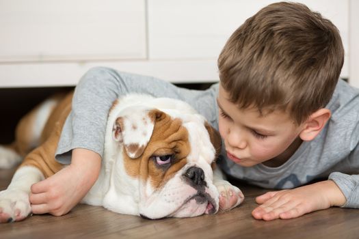 Cute boy plays on the floor on a carpet with puppies of English bulldog.