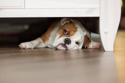 Cute boy plays on the floor on a carpet with puppies of English bulldog.