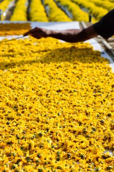 dried chrysanthemum flowers used for making herbal tea