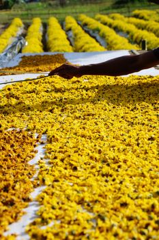 dried chrysanthemum flowers used for making herbal tea