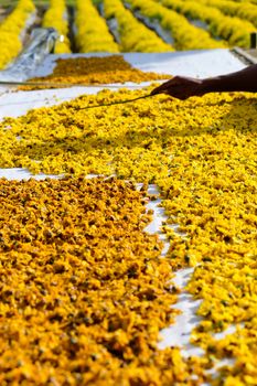 dried chrysanthemum flowers used for making herbal tea
