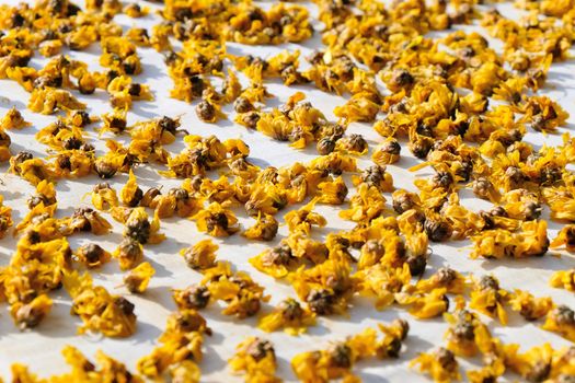 dried chrysanthemum flowers used for making herbal tea