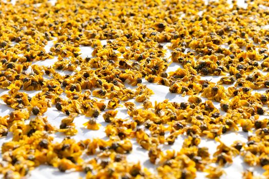 dried chrysanthemum flowers used for making herbal tea