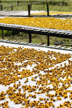 dried chrysanthemum flowers used for making herbal tea