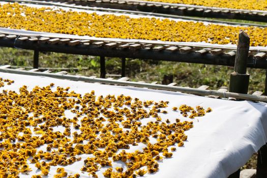 dried chrysanthemum flowers used for making herbal tea
