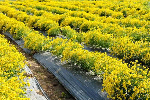 Yellow Chrysanthemum farm at Mae Hong Son Province,Thailand.
