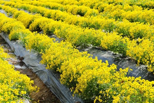 Yellow Chrysanthemum farm at Mae Hong Son Province,Thailand.