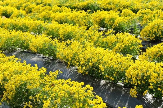 Yellow Chrysanthemum farm at Mae Hong Son Province,Thailand.
