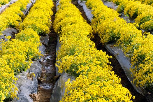 Yellow Chrysanthemum farm at Mae Hong Son Province,Thailand.