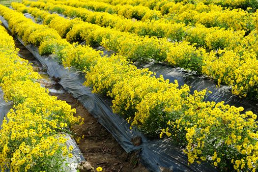 Yellow Chrysanthemum farm at Mae Hong Son Province,Thailand.