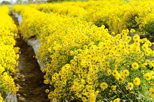 Yellow Chrysanthemum farm at Mae Hong Son Province,Thailand.