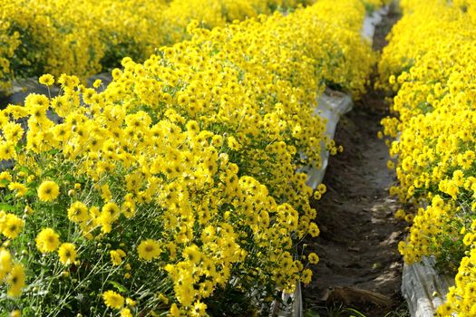 Yellow Chrysanthemum farm