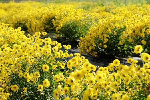 Yellow Chrysanthemum farm