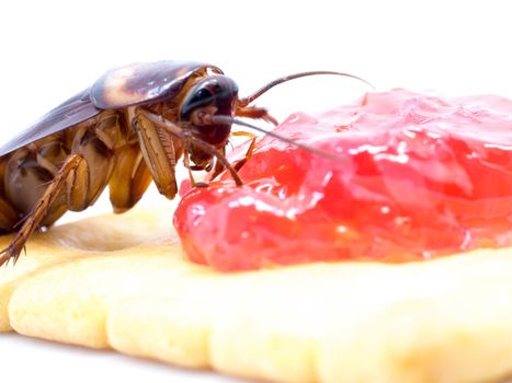 Close up cockroach on the whole wheat bread with jam. Cockroaches are carriers of the disease.