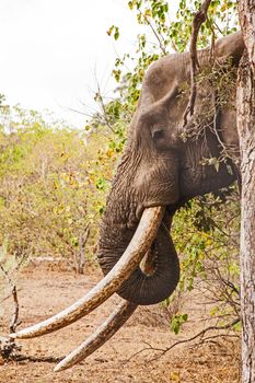 Mastulele, considered to be the leading tusker in Kruger National Park, South Africa.