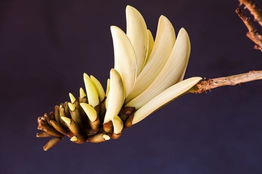 The rare cream colored flower of the red Coral Tree