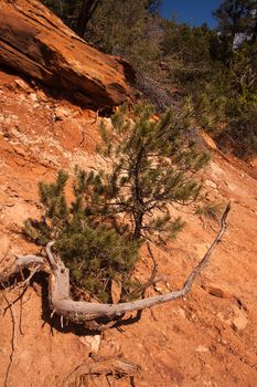 Limber Pine (Pinus flexilis) at the Emerald Pools, Zion National Park. Utah