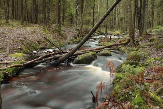 fast river fallen tree above  stream, gloomy coniferous forest long exposure
