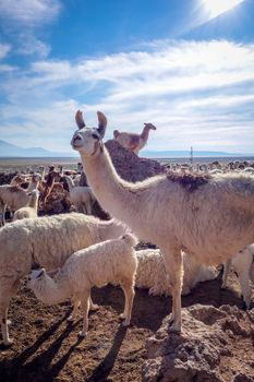 Lamas Lamas herd in Eduardo Avaroa National Park, Bolivia