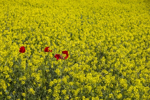 few red poppies between a yellow rapeseed field