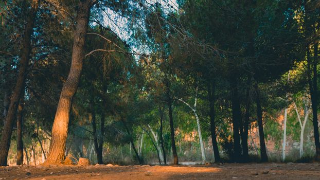 Low angle view of pine tree forest at sunset light time.