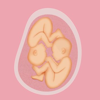 illustration of twins in the uterus