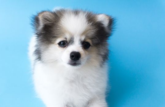 Closeup puppy pomeranian looking at something with light blue background, dog healthy concept, selective focus