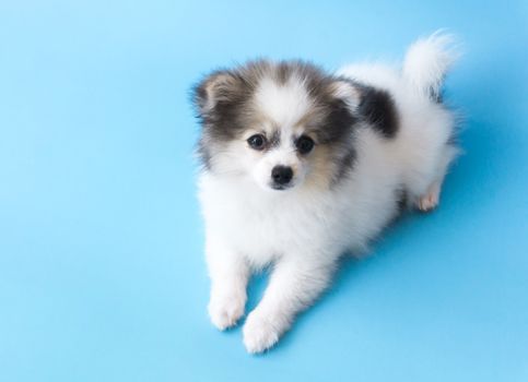 Closeup puppy pomeranian looking at something with light blue background, dog healthy concept, selective focus