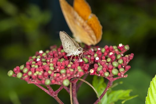 Close up of a small hazelly butterfly (Hesperiidae) with the big eyes on Flower Profile.