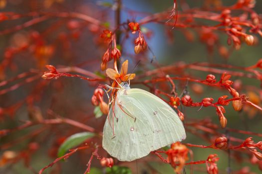 Large Tree Nymphs butterfly and flower,a beautiful butterfly on the red flower in garden,Paper Kite butterfly,Rice Paper butterfly
