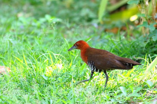 The slaty-legged crake or banded crake (Rallina eurizonoides) is a waterbird in the rail and crake family.