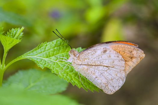 An orange tip-butterfly is sitting on a Leaves