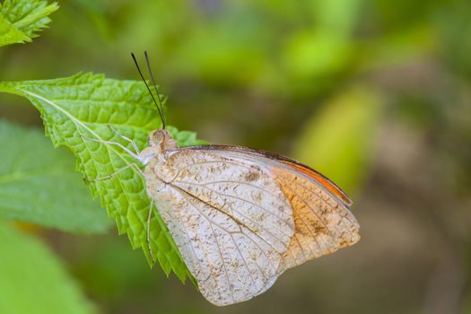 An orange tip-butterfly is sitting on a Leaves