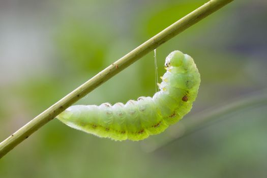 close-up of a hairy caterpillar on natural background