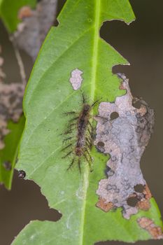 close-up of a hairy caterpillar on natural background