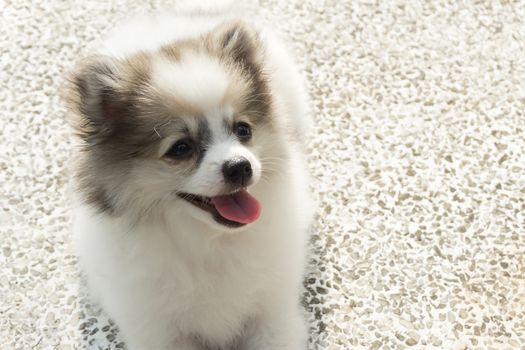 Closeup pomeranian sitting on concrete floor after playing in nature park, pet health care concept, selective focus