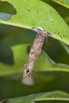 A fresh Monarch chrysalis or pupa attached to a milkweed branch