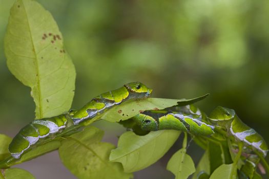 A group of Moth Caterpillars on leaf. Agriculture pest caterpillar icon. Macro of caterpillars on nature background.