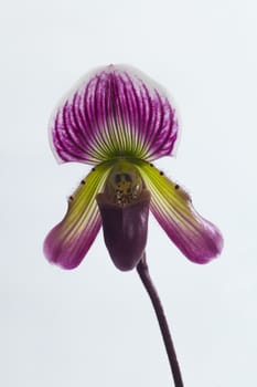 Paphiopedilum callosum,Close-up of Lady's slipper orchids are orchids in the subfamily Cypripedioideae which comprises the genera Cypripedium Mexipedium Paphiopedilum Phragmipedium and Selenipedium with white backgrounds